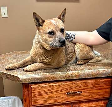 Photo of Diamond * 32 lbs