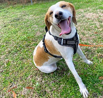 Photo of Honey