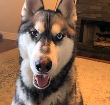 Photo of Apollo