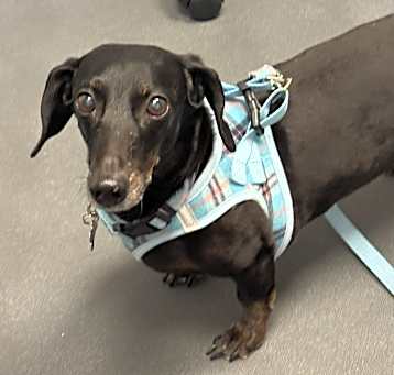 Photo of Oscar Mayer