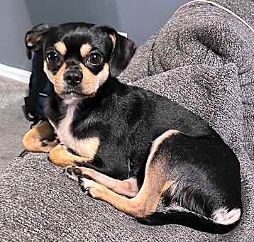 Photo of Koda