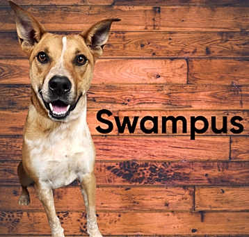 Photo of Swampus