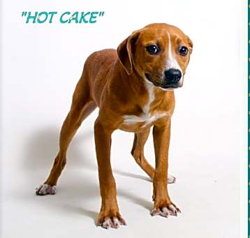 Photo of Hotcake