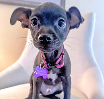 Photo of Jet