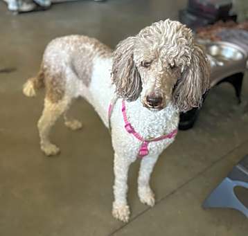 Photo of Willow