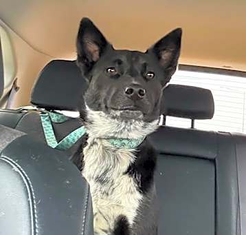 Photo of Luna