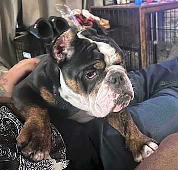 Photo of Finley