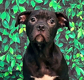 Photo of 250010  Nickle