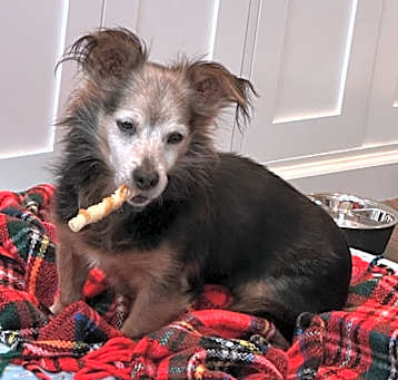 Photo of Rocco
