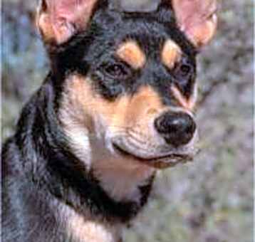 Photo of Merlin