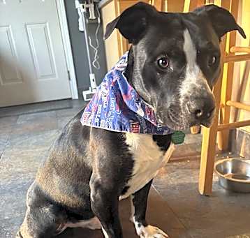 Photo of Rascal Jr.