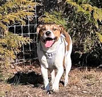 Photo of Sadie