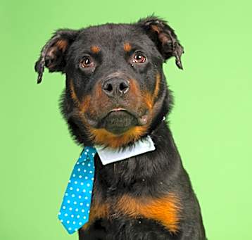 Photo of Chipper