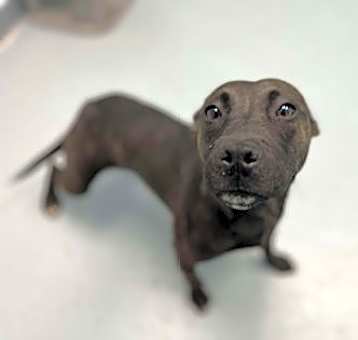 Photo of Pittie Plum