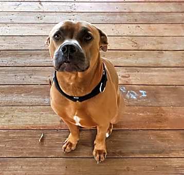Photo of Buster