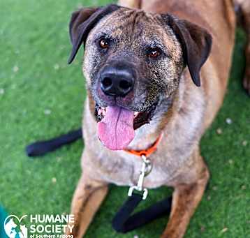 Photo of ARES
