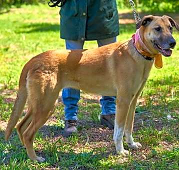 Photo of Golden lab mix