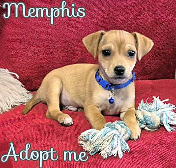 Photo of Memphis
