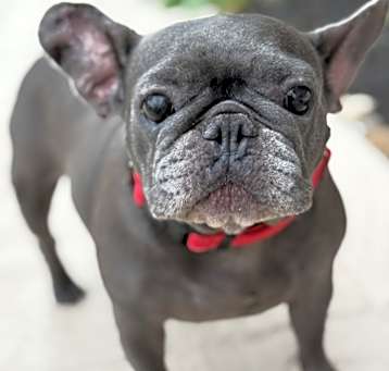 Photo of Piggy