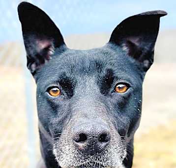 Photo of Belle