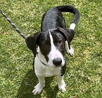 Photo of Rufus