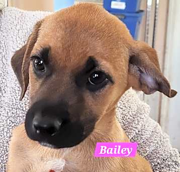 Photo of Bailey