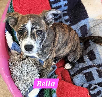 Photo of Bella