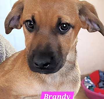 Photo of Brandy