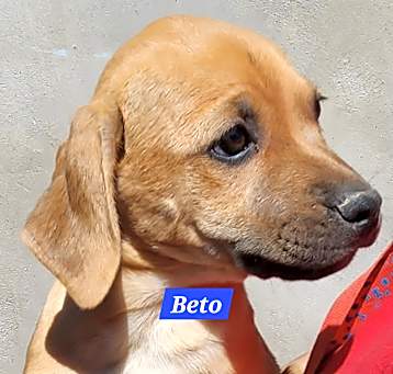 Photo of Beto