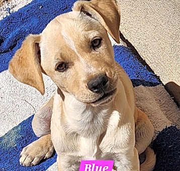 Photo of Blue