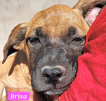 Photo of Brisa