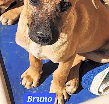 Photo of Bruno