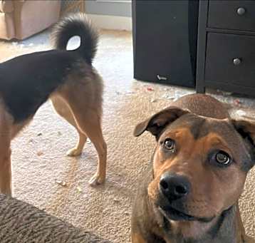 Photo of Pepper+Stella