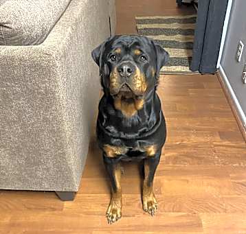 Photo of Bear