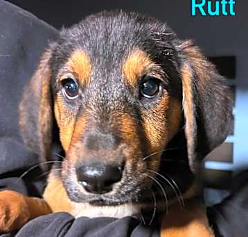 Photo of Rutt