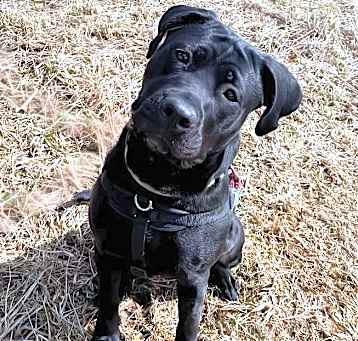 Photo of Onyx