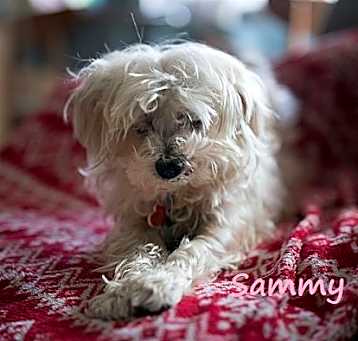 Photo of Sammy #cheery-lap-dog