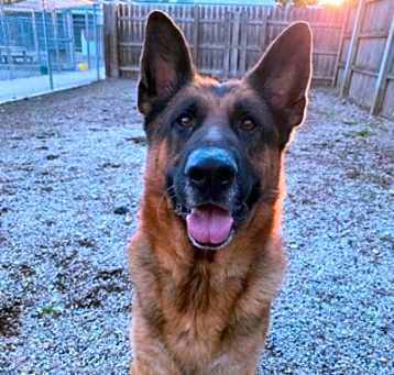 Photo of Buddy