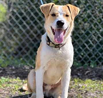 Photo of Fido