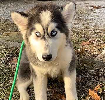 Photo of Bo