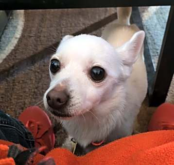 Photo of Buster(BB)