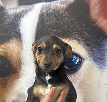 Photo of Pico