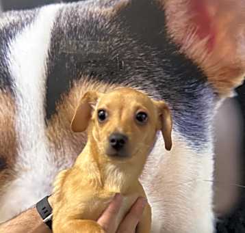 Photo of Peanut