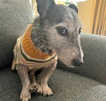 Photo of Frankie