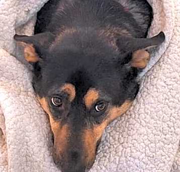 Photo of Freya
