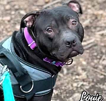 Photo of Louie