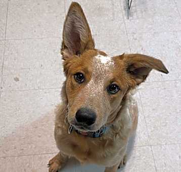 Photo of Nova