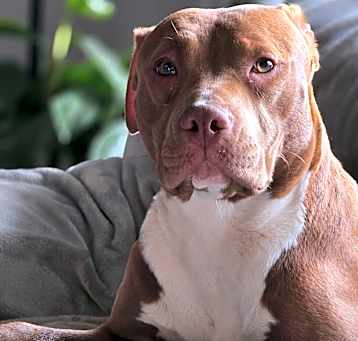 Photo of Grace - FOSTER NEEDED / FOSTER TO ADOPT