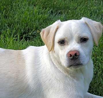 Photo of Dexter