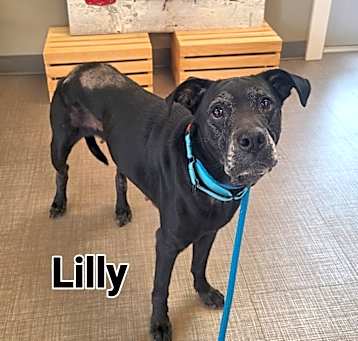 Photo of Lilly Yrly 61